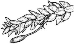 Camptochaete arbuscula var. arbuscula. Branch detail with capsule. Drawn from J. Child 5528, CHR 428525.
 Image: R.C. Wagstaff © New Zealand Institute for Bioeconomy Science 2026 CC-BY 3.0 NZ